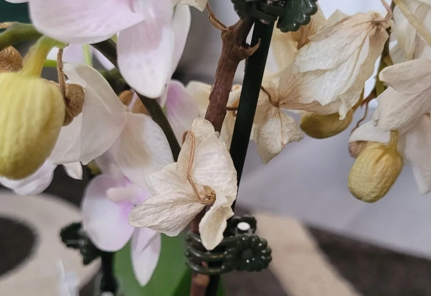 蘭花養護技巧 蘭花養護技巧