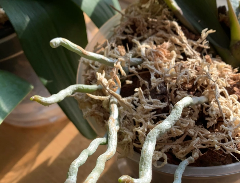 蘭花健康指標 蘭花健康指標