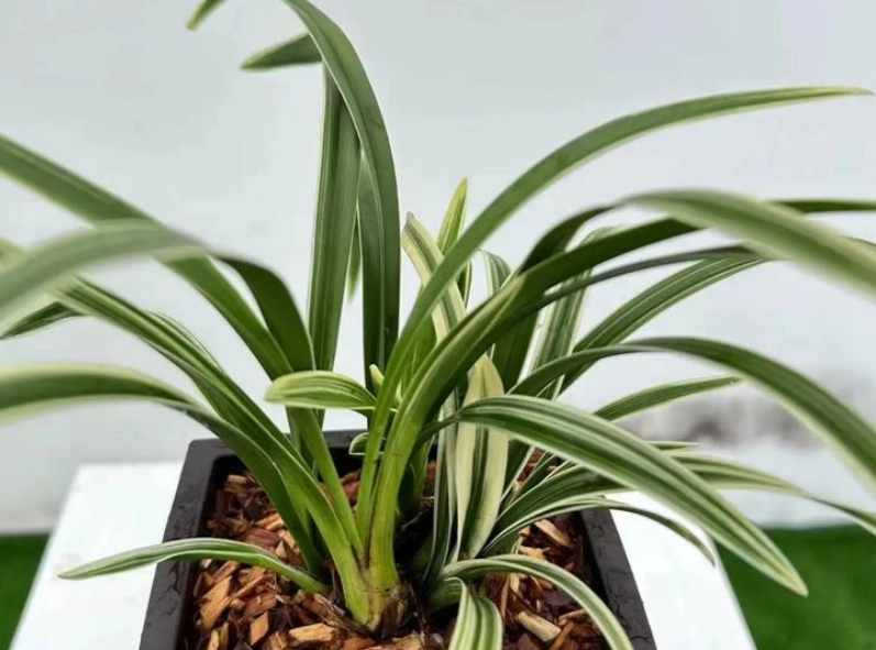 蘭花介質選擇 蘭花介質選擇