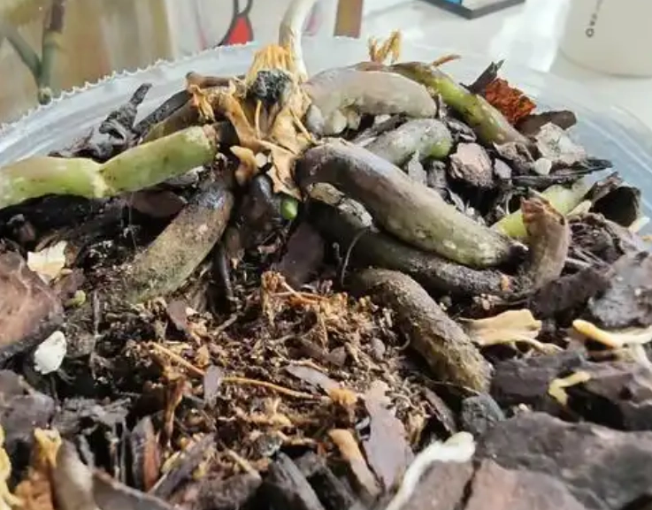 蝴蝶蘭養護技巧