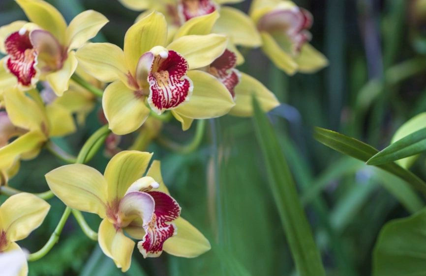 蘭花花期 蘭花花期