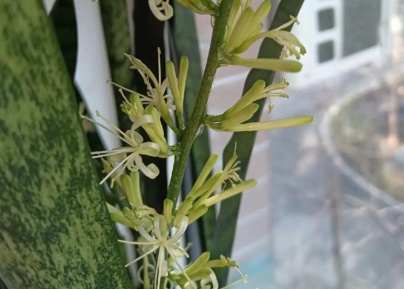 虎尾蘭養護 虎尾蘭養護