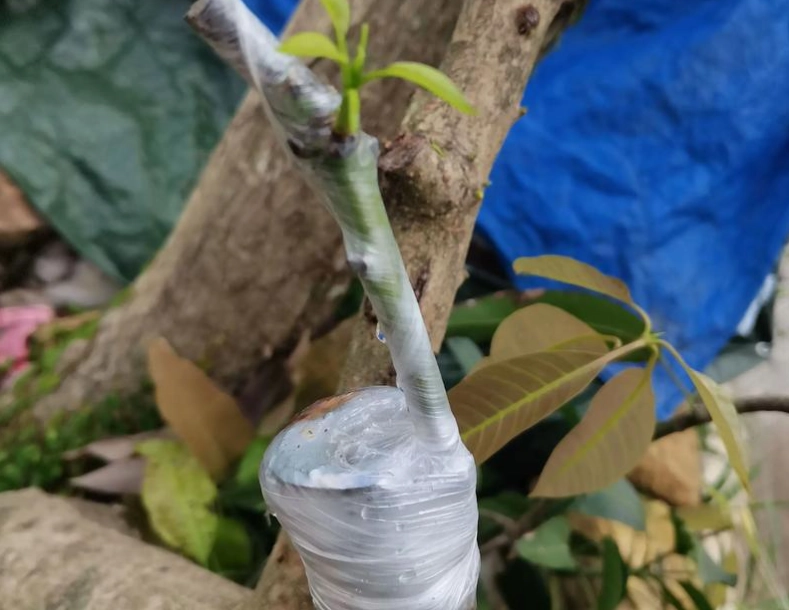 芒果嫁接季節
