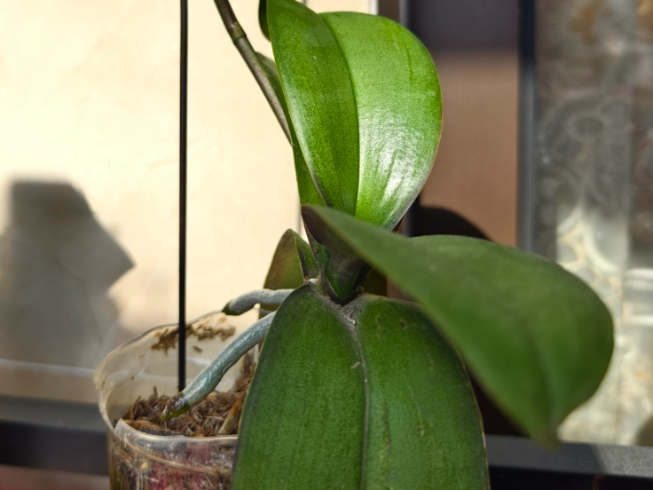 蘭花養護技巧 蘭花養護技巧