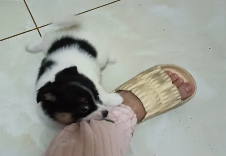 夢境心理學 夢境心理學