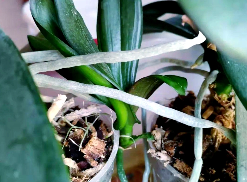 蝴蝶蘭分株時機 蝴蝶蘭分株時機