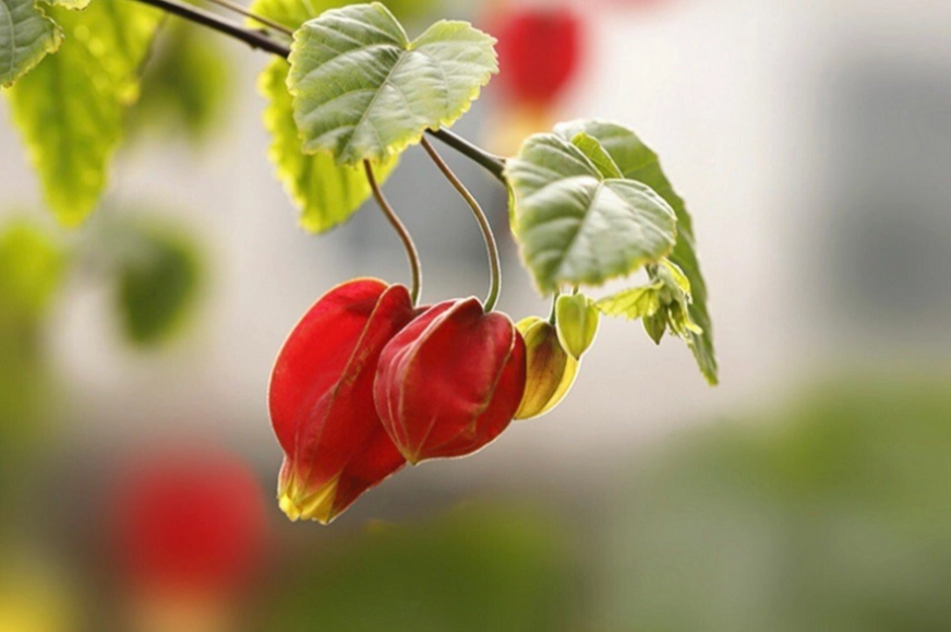 燈籠果修枝時機