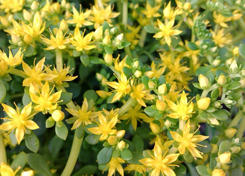 多肉植物開花 多肉植物開花