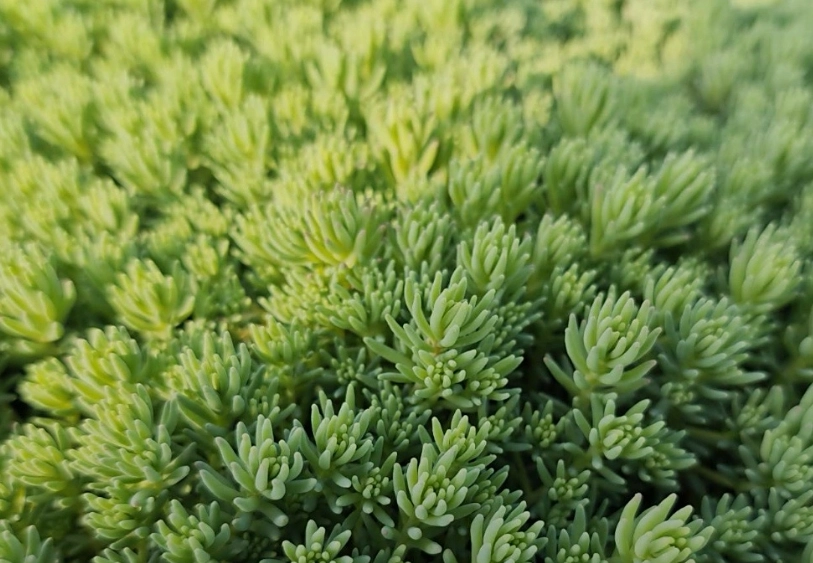 多肉植物绿景天