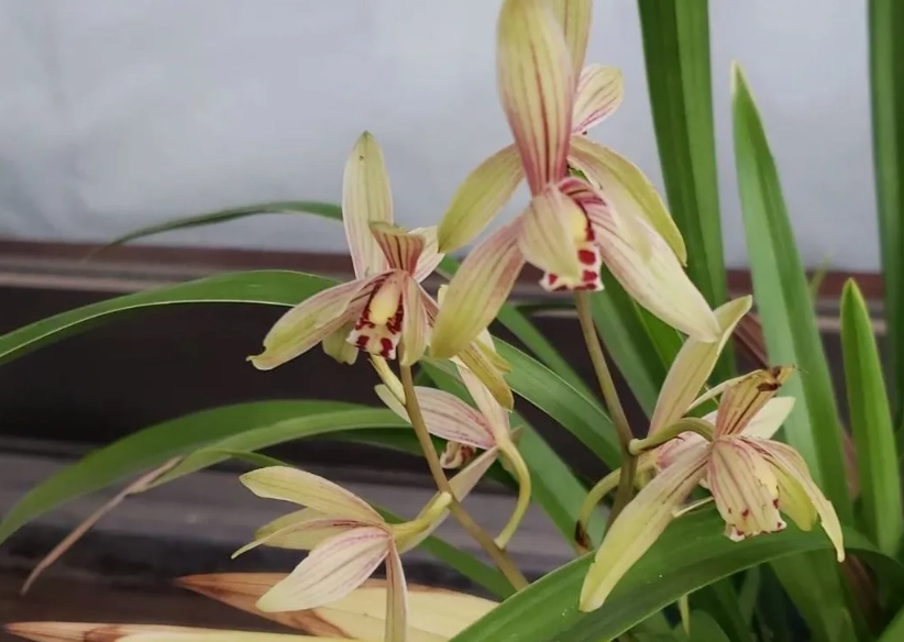 蘭花栽培技巧 蘭花栽培技巧