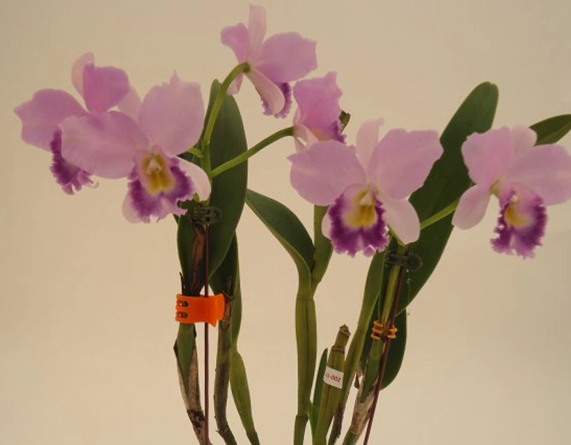 蘭花種類 蘭花種類