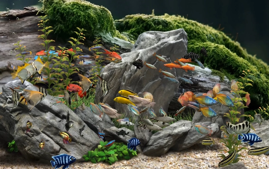 夢見水族箱設置技巧