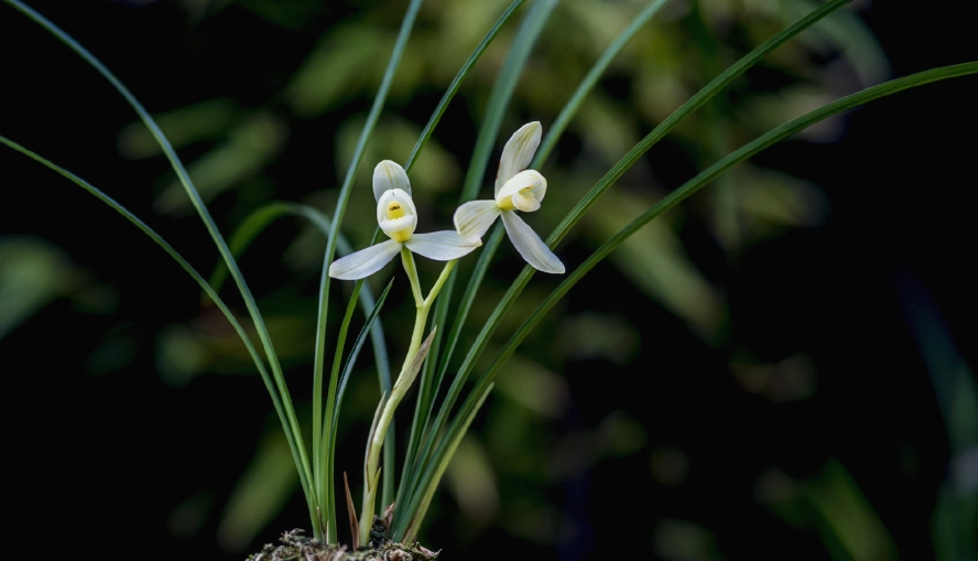 蘭花品種介紹 蘭花品種介紹