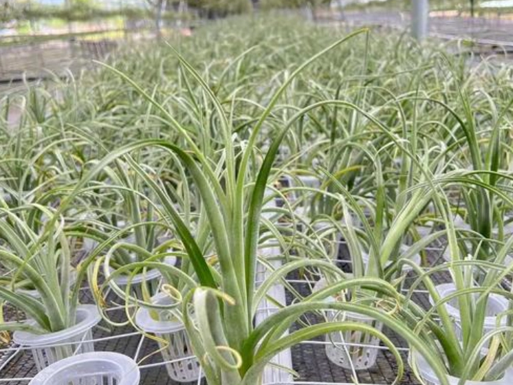 室內植物淨化空氣