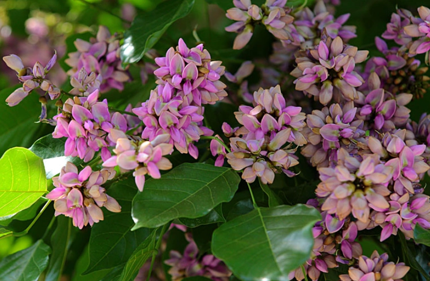 水黃皮使用指南 水黃皮使用指南