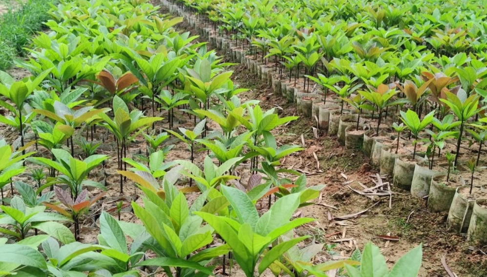 酪梨種植氣候條件