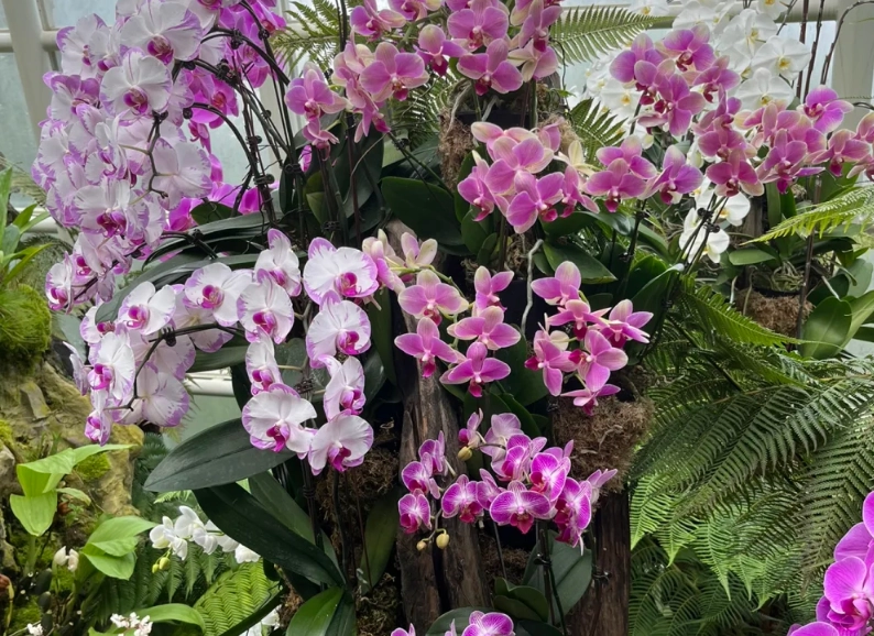 胡姬花分株技巧