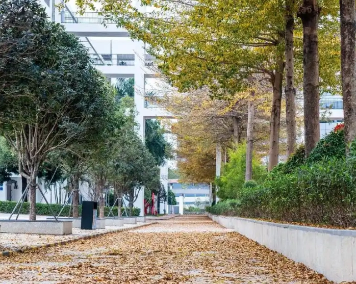 欖仁樹落葉時間