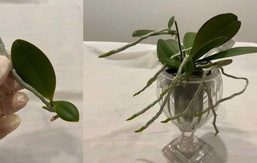 蘭花氣根外露原因 蘭花氣根外露原因