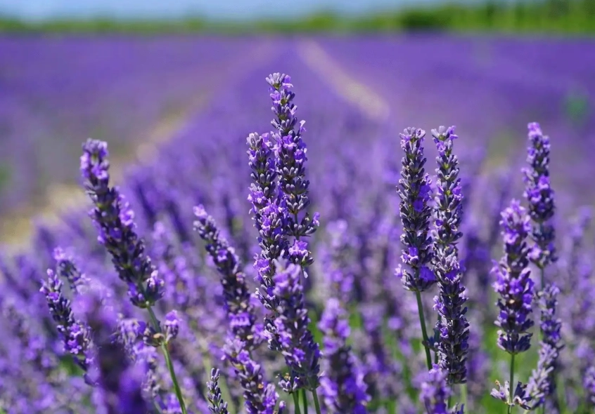 貓咪薰衣草中毒