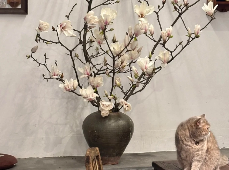 玉蘭花盆栽種植 玉蘭花盆栽種植