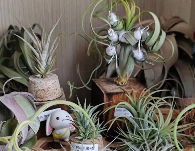 空氣鳳梨養護 空氣鳳梨養護