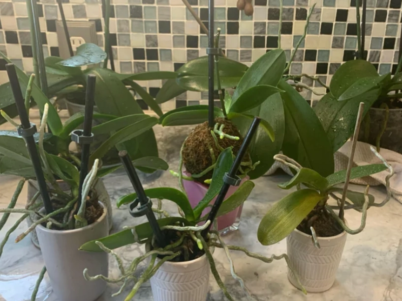 蝴蝶蘭氣根照顧 蝴蝶蘭氣根照顧