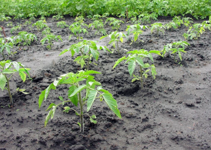 番茄種植土壤