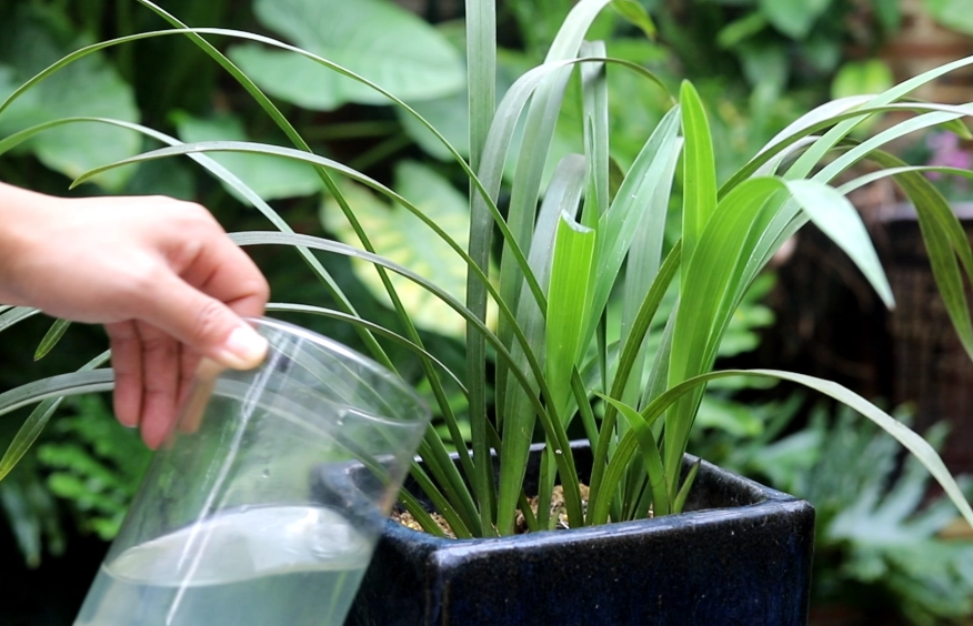 蘭花澆水過多症狀