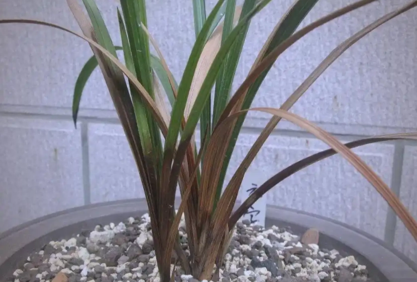 蘭花枯掉原因