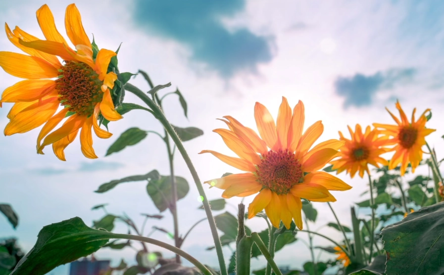 狗友好花園 狗友好花園