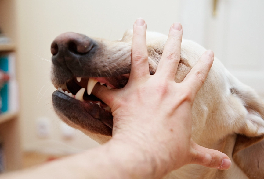 狗咬右手 夢境解析 狗咬右手 夢境解析