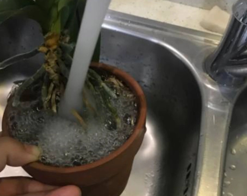 蘭花淋水方法