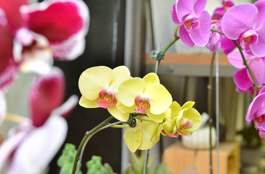 台灣蘭花品種 台灣蘭花品種