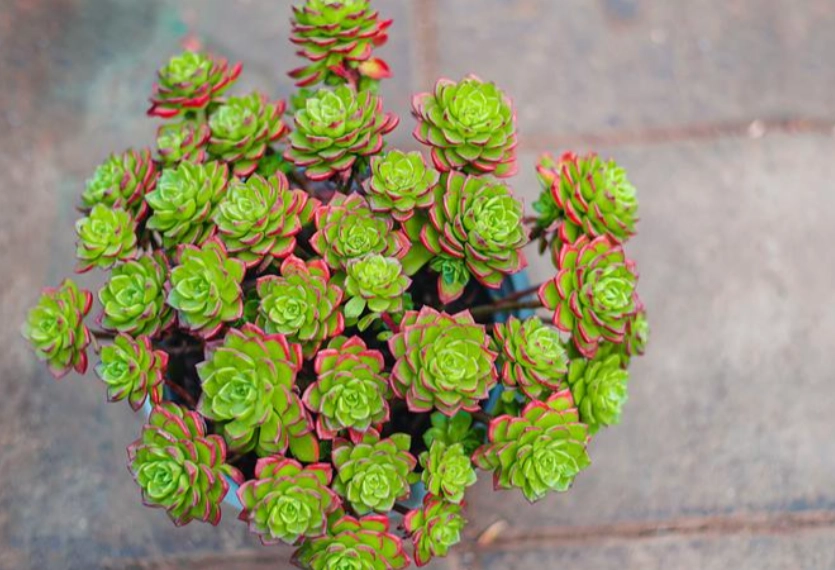 多肉植物益處 多肉植物益處