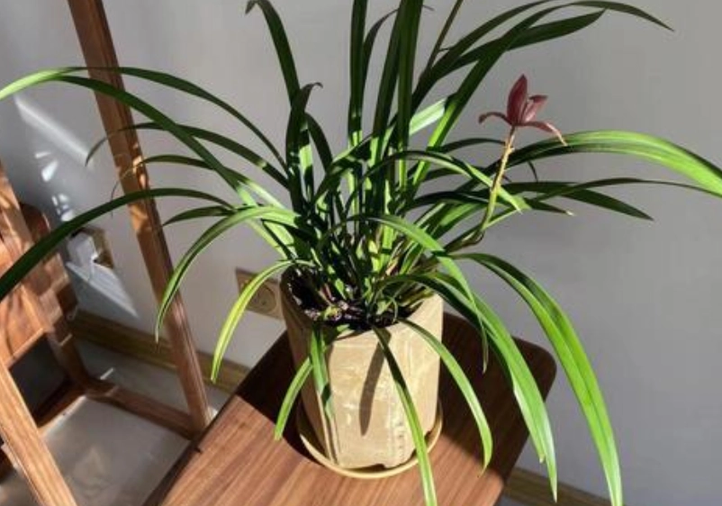 室內蘭花照顧 室內蘭花照顧