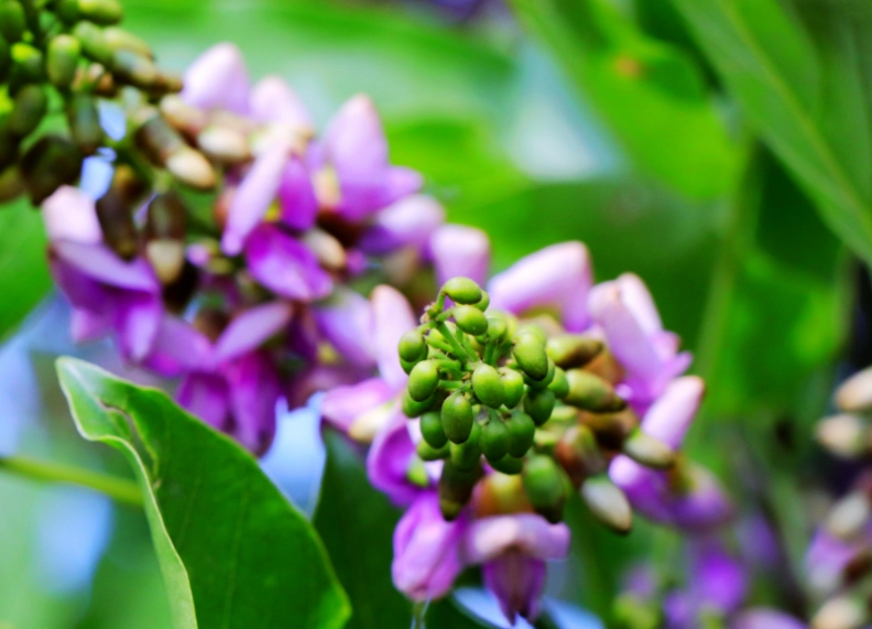 水黃皮健康益處 水黃皮健康益處