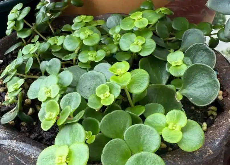 圓葉景天養護 圓葉景天養護