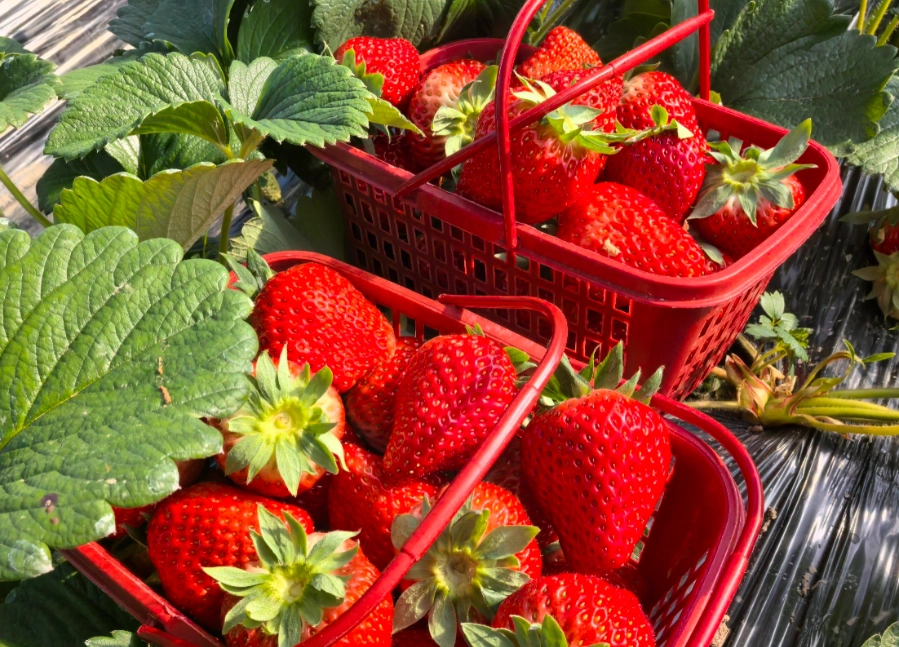關西採草莓 關西採草莓