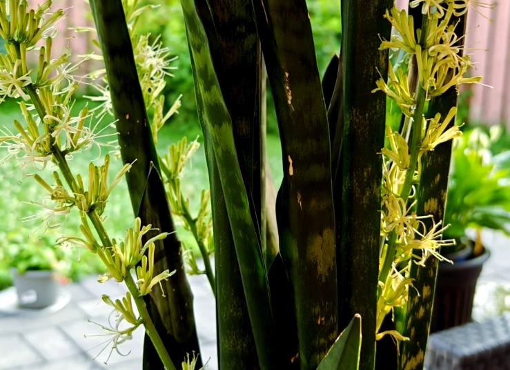 虎尾蘭開花意義 虎尾蘭開花意義