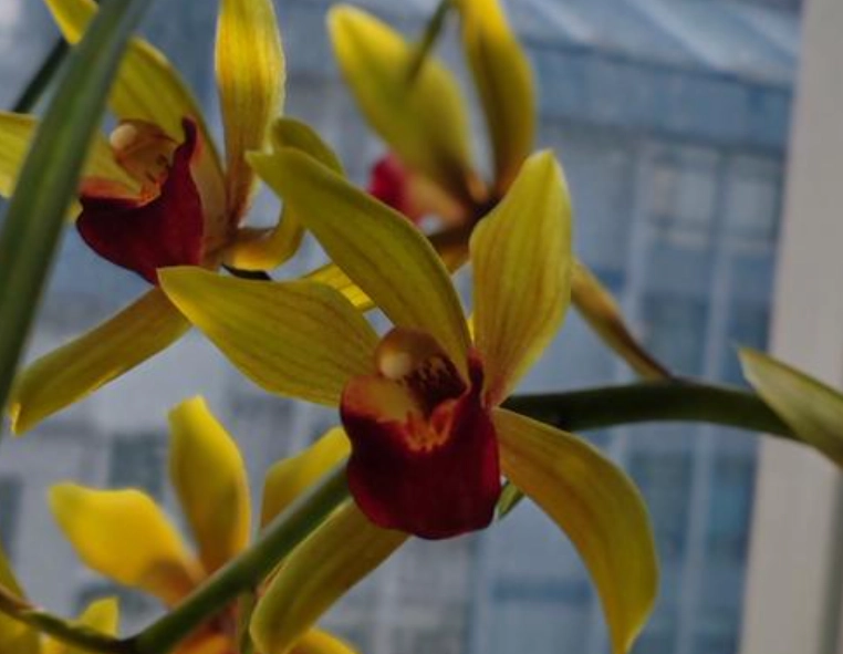 兰花养殖方法 兰花养殖方法