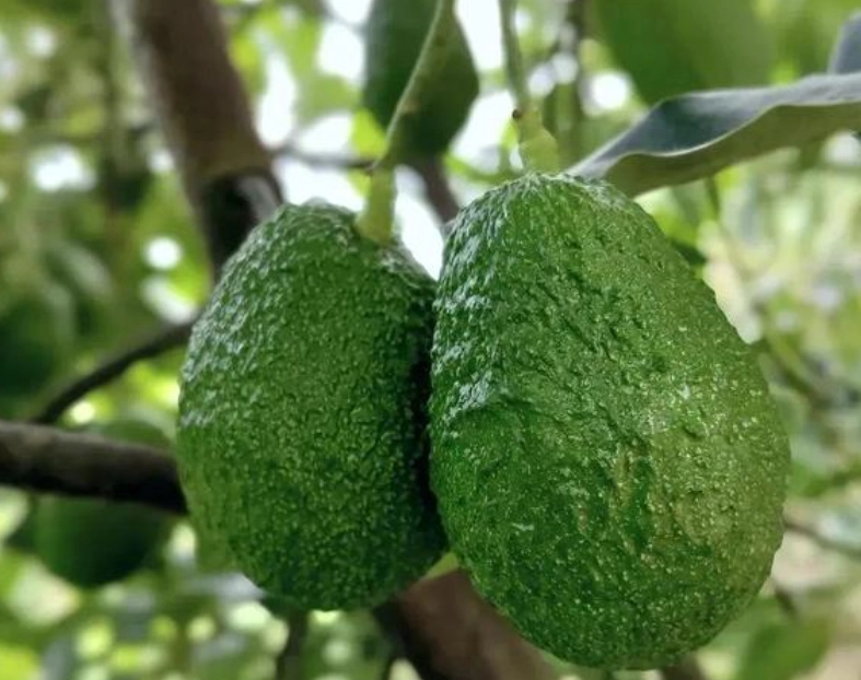 酪梨樹修剪時間