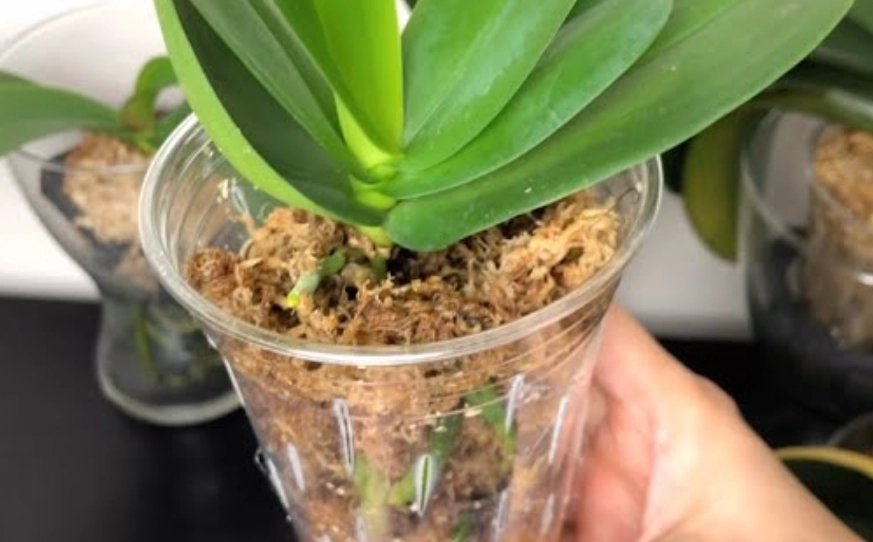 蘭花栽培介質 蘭花栽培介質