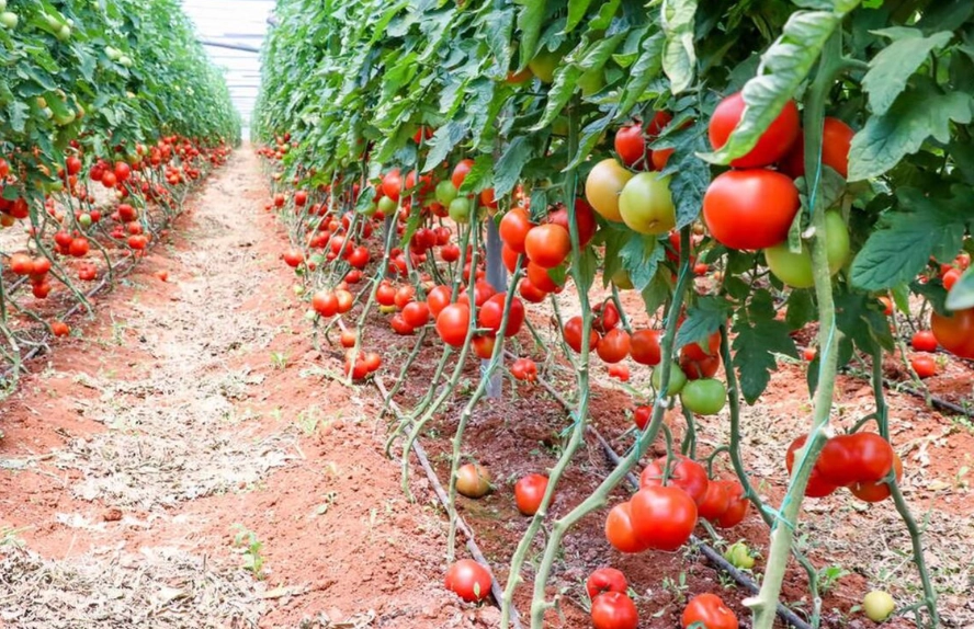 番茄栽培秘诀
