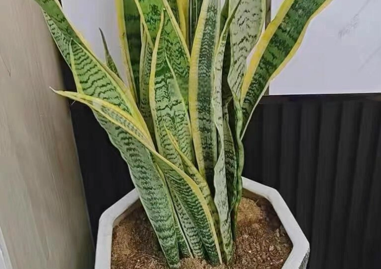 虎尾蘭養護技巧 虎尾蘭養護技巧