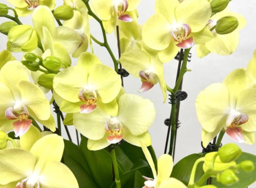 蝴蝶兰浇水频率