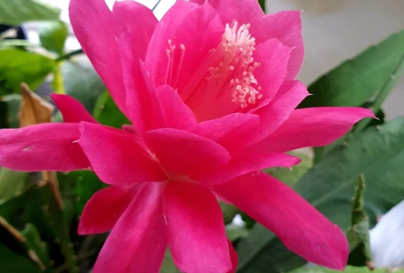 蘭花仙人掌 品種