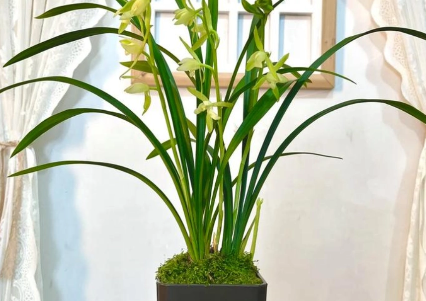 蘭花室內種植 蘭花室內種植