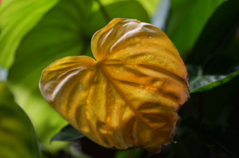 植物葉片變黃處理