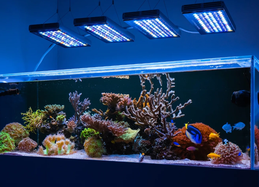 夢見水族箱評價